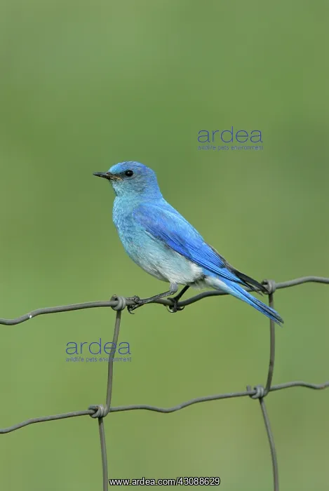 : Mountain Bluebird : Mountain Bluebird