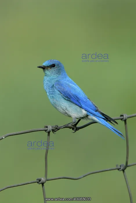  : Mountain Bluebird