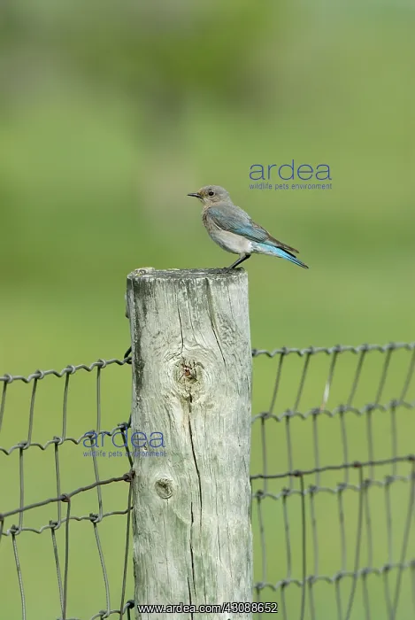 : Mountain Bluebird : Mountain Bluebird