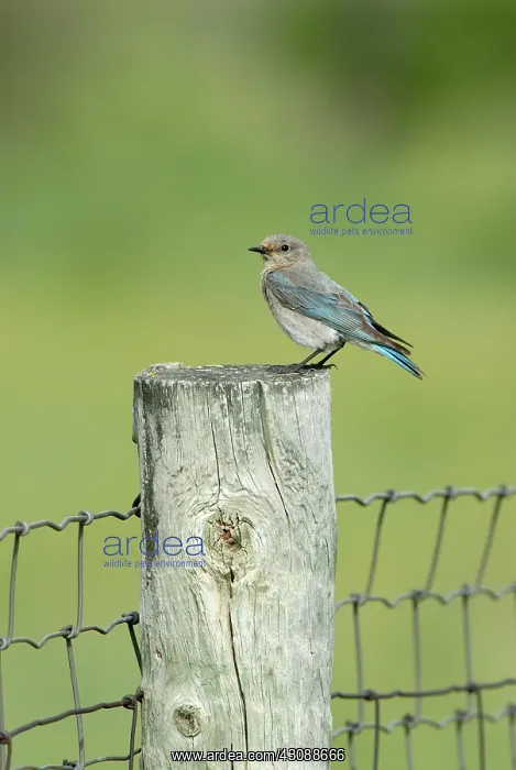 : Mountain Bluebird : Mountain Bluebird