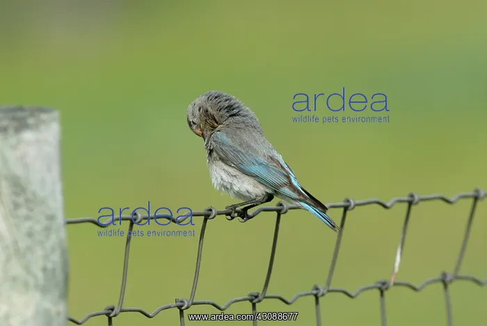  : Mountain Bluebird
