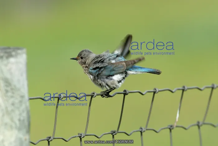 : Mountain Bluebird : Mountain Bluebird
