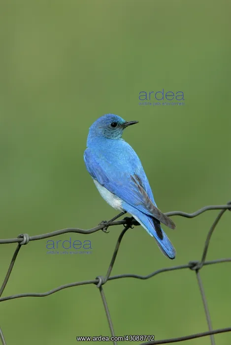  : Mountain Bluebird
