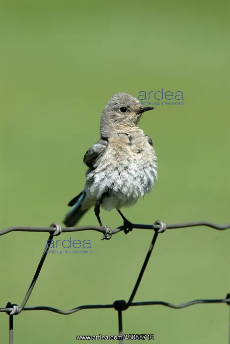 : Mountain Bluebird : Mountain Bluebird
