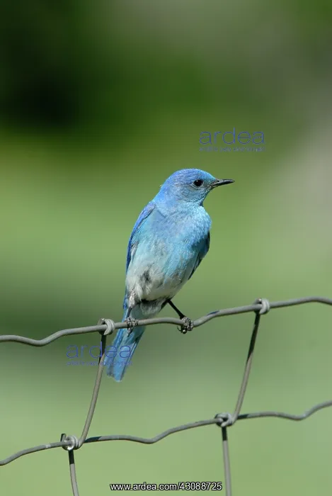 : Mountain Bluebird : Mountain Bluebird