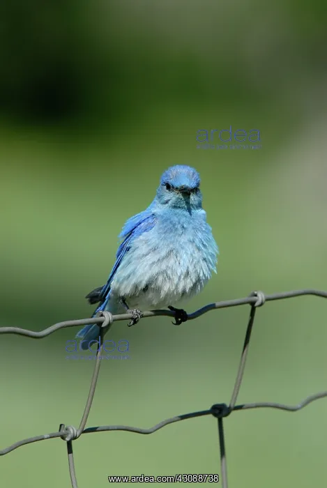 : Mountain Bluebird : Mountain Bluebird