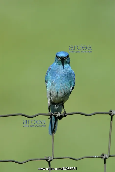 : Mountain Bluebird : Mountain Bluebird