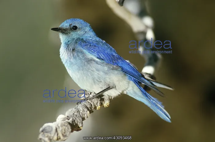  : Mountain Bluebird