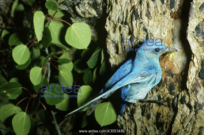 : Mountain Bluebird : Mountain Bluebird
