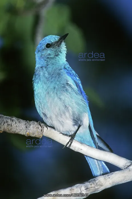 : Mountain Bluebird : Mountain Bluebird
