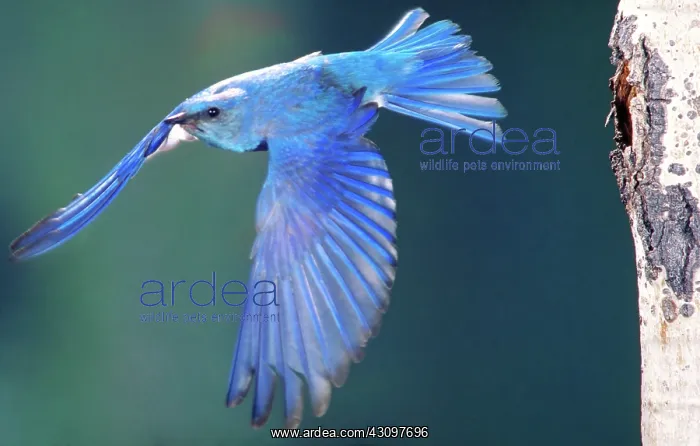 : Mountain bluebird : Mountain bluebird