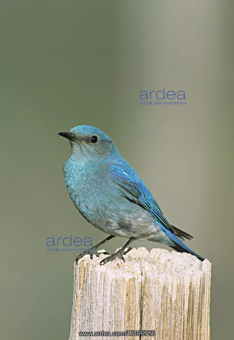 : Mountain bluebird : Mountain bluebird