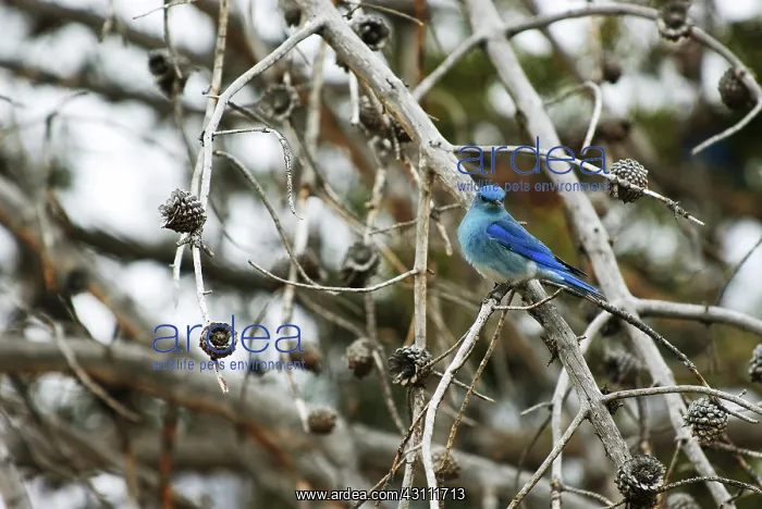 : Mountain Bluebird : Mountain Bluebird