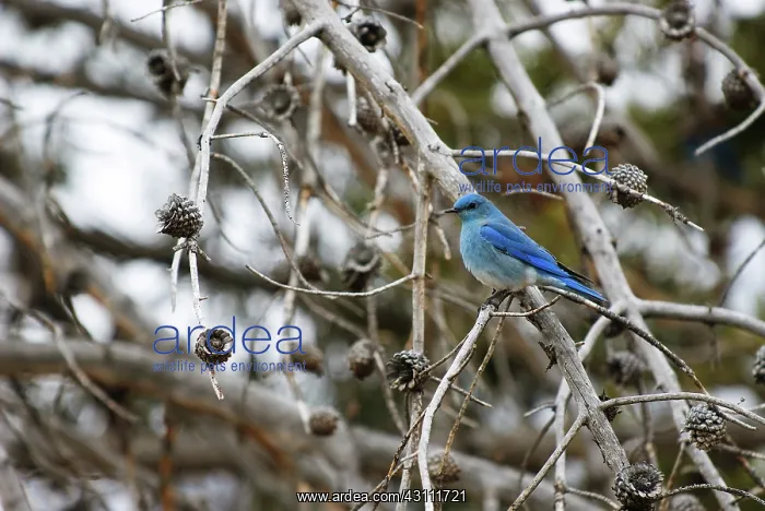 : Mountain Bluebird : Mountain Bluebird