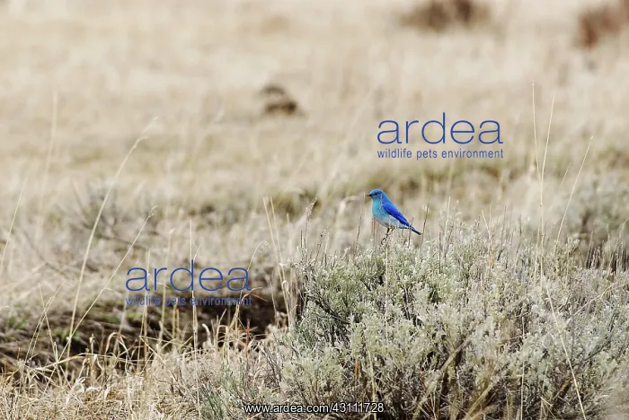 : Mountain Bluebird : Mountain Bluebird