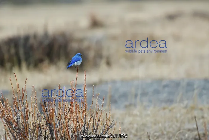 : Mountain Bluebird : Mountain Bluebird