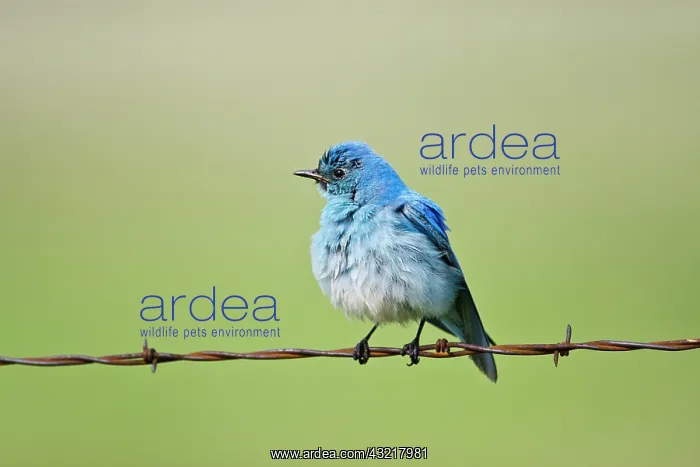 : Mountain Bluebird : Mountain Bluebird