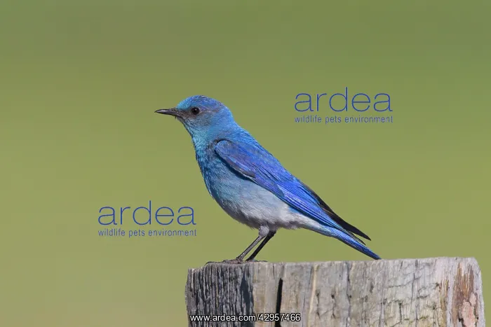 : Mountain Bluebird - adult male in summer : Mountain Bluebird - adult male in summer