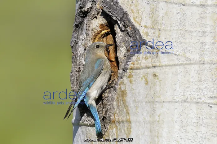 : Mountain Bluebird - female at nest cavity in aspen tree : Mountain Bluebird - female at nest cavity in aspen tree