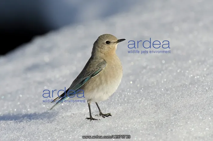 : Mountain Bluebird - female resting on snowbank : Mountain Bluebird - female resting on snowbank