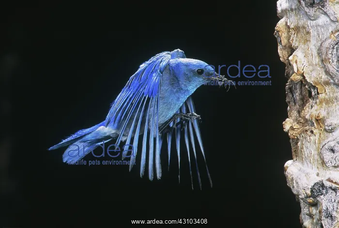 : Mountain Bluebird flying to nest : Mountain Bluebird flying to nest