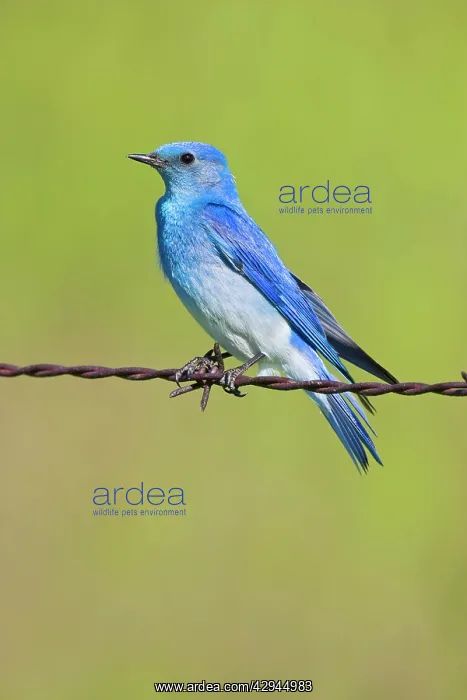 : Mountain Bluebird male : Mountain Bluebird male