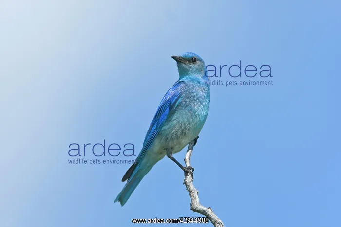 : Mountain Bluebird male : Mountain Bluebird male