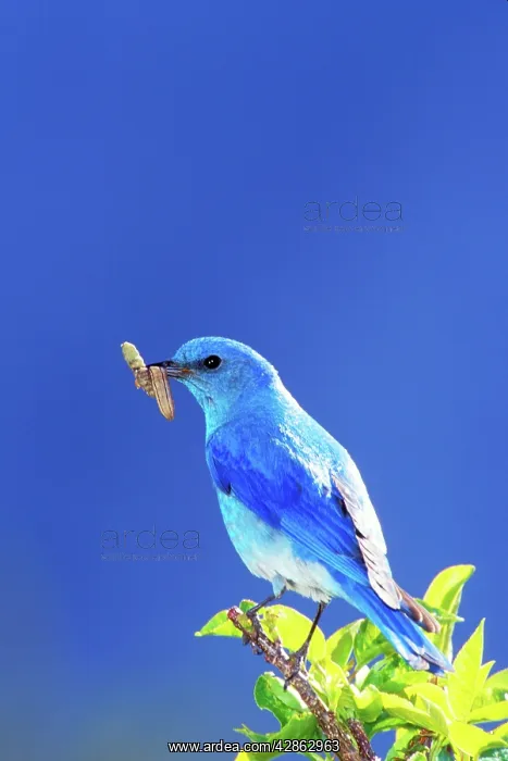  : Mountain BLUEBIRD - male with caterpillar  /  larvae