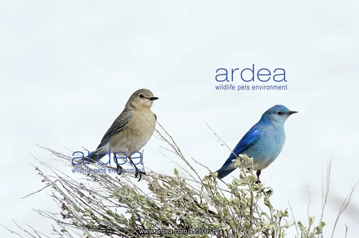 : Mountain Bluebird - male and female sitting on : Mountain Bluebird - male and female sitting on