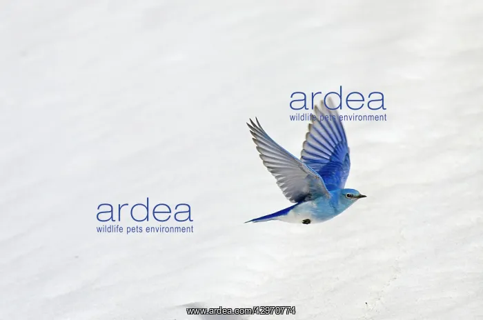 : Mountain Bluebird - male in flight over late melting : Mountain Bluebird - male in flight over late melting