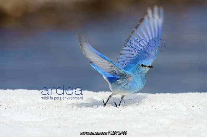 : Mountain Bluebird - male in flight on late melting snowbank : Mountain Bluebird - male in flight on late melting snowbank