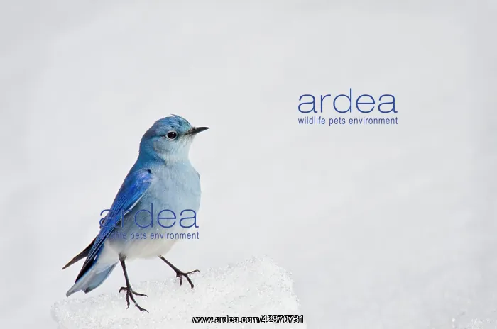 : Mountain Bluebird - male on late melting mountain snowbank : Mountain Bluebird - male on late melting mountain snowbank