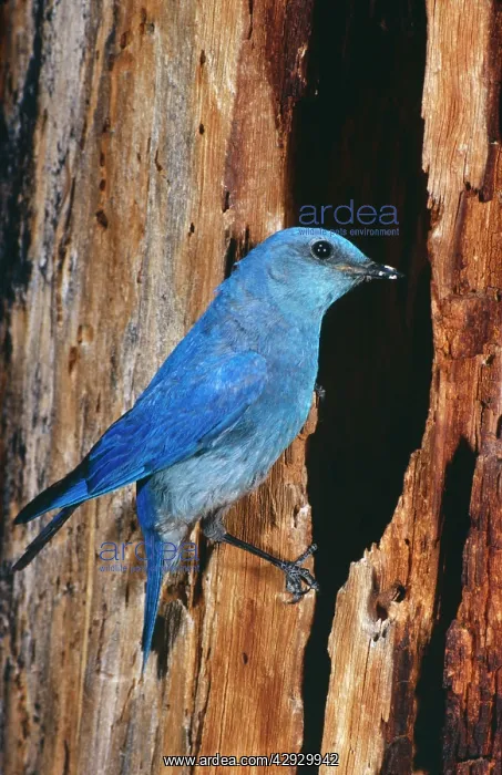 : Mountain Bluebird - Male. At nest : Mountain Bluebird - Male. At nest