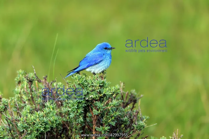: Mountain Bluebird - male perched on bush Yellowstone : Mountain Bluebird - male perched on bush Yellowstone
