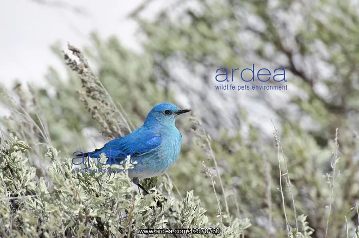 : Mountain Bluebird - male sitting in sagebush : Mountain Bluebird - male sitting in sagebush