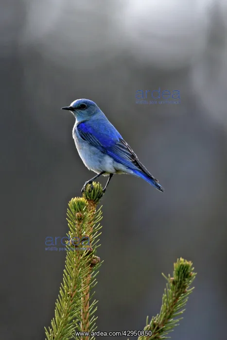 : Mountain Bluebird male sitting on top of spruce tree : Mountain Bluebird male sitting on top of spruce tree