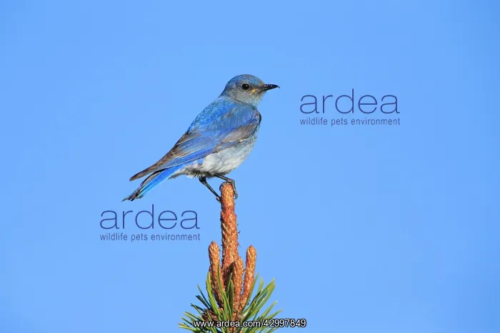 : Mountain Bluebird - male Yellowstone National Park : Mountain Bluebird - male Yellowstone National Park