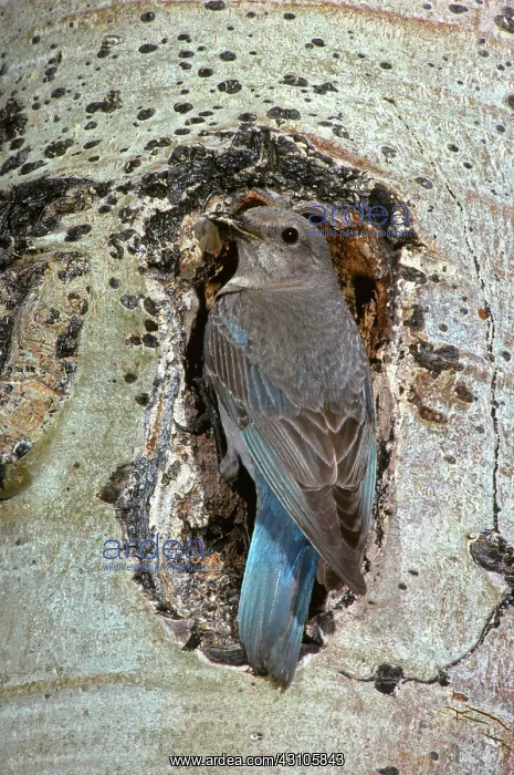 : Mountain Bluebird at nest hole : Mountain Bluebird at nest hole
