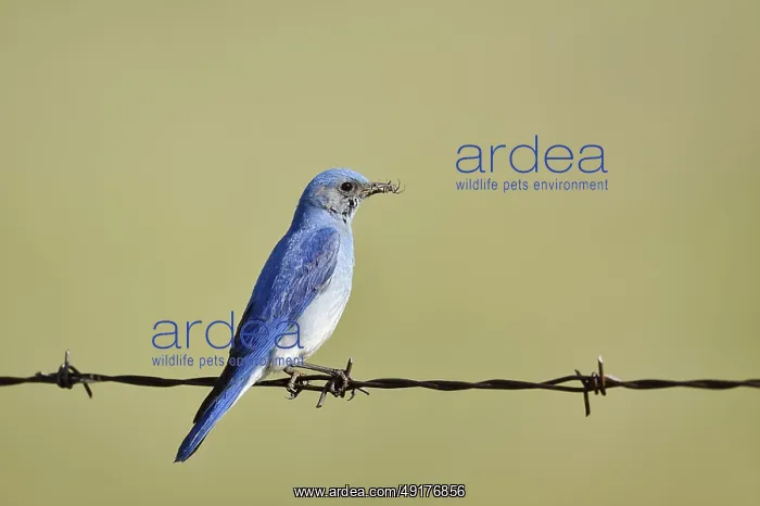 : Mountain Bluebird (Sialia currucoides) : Mountain Bluebird (Sialia currucoides)