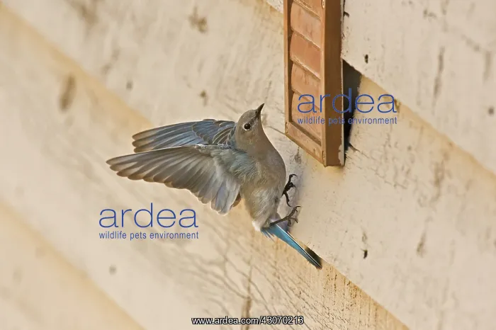 : Mountain bluebird (Sialia currucoides) female. Near : Mountain bluebird (Sialia currucoides) female. Near
