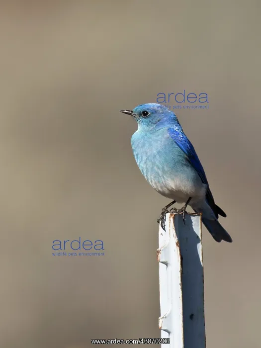 : Mountain bluebird (Sialia currucoides) male. Near : Mountain bluebird (Sialia currucoides) male. Near
