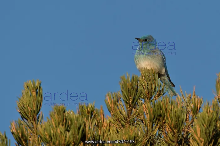 : Mountain bluebird (Sialia currucoides). Panguitch : Mountain bluebird (Sialia currucoides). Panguitch