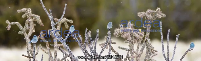 : Mountain Bluebird - in winter : Mountain Bluebird - in winter