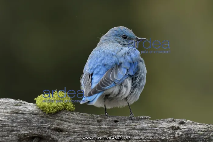 : Mountain bluebird, Yellowstone National Park, Montana : Mountain bluebird, Yellowstone National Park, Montana