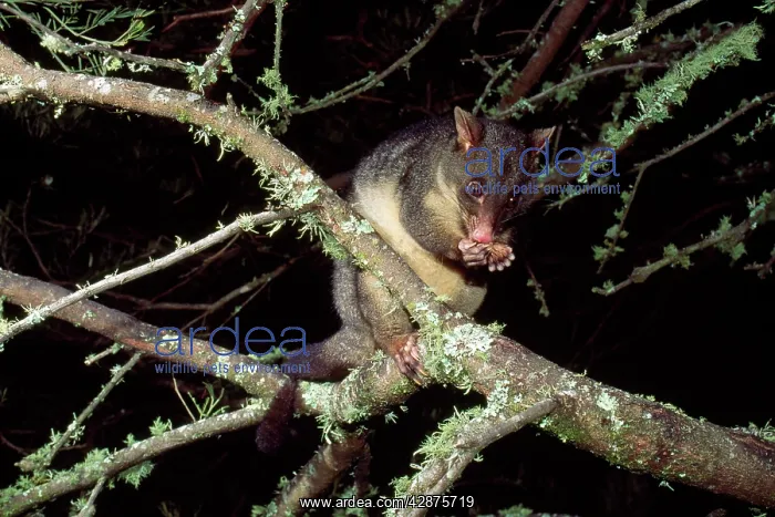 : Mountain Brush-tail Possum : Mountain Brush-tail Possum