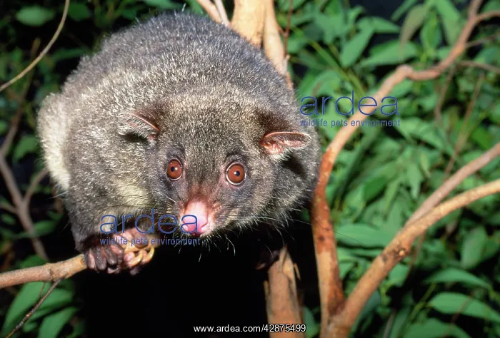 : Mountain Brush-tail Possum / Bobuck - Close up : Mountain Brush-tail Possum / Bobuck - Close up