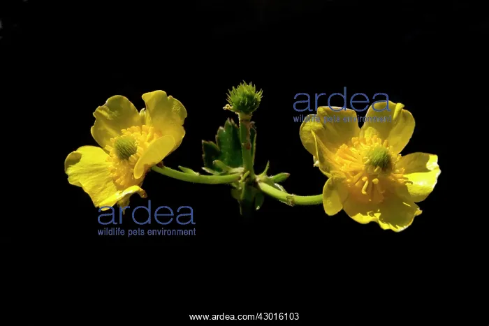  : Mountain Buttercup Korikori inhabits subalpine areas