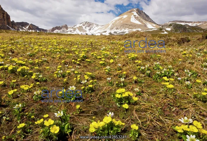 : Mountain Buttercup and Mountain Marsh-Marigold : Mountain Buttercup and Mountain Marsh-Marigold