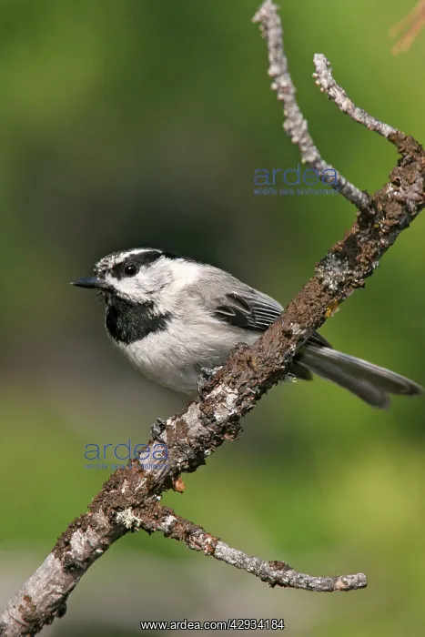  : Mountain Chickadee