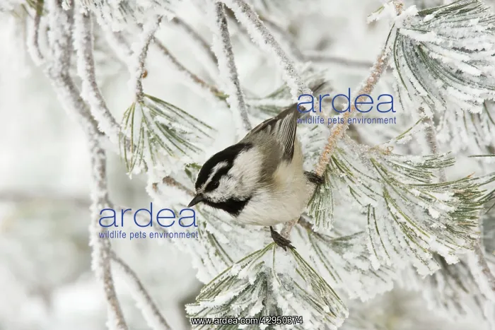 : Mountain Chickadee : Mountain Chickadee